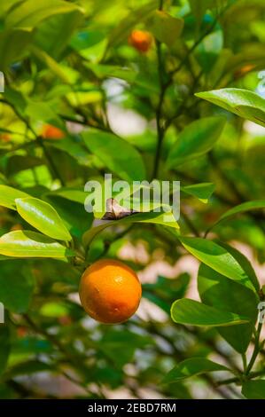 Kumquat Früchte im Sommergarten, Nahaufnahme. Fortunella japonica kumquats Stockfoto