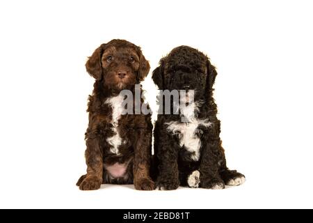 Zwei niedliche braune Labradoodle Welpen Hunde sitzen zusammen isoliert auf Ein weißer Hintergrund, der auf die Kamera schaut Stockfoto