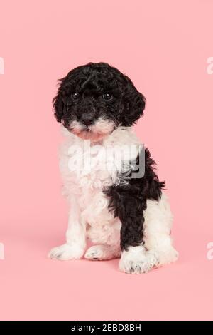 Nette schwarz und weiß labradoodle Welpen sitzen von der gesehen Blick von vorne auf die Kamera auf einem rosa Hintergrund Stockfoto