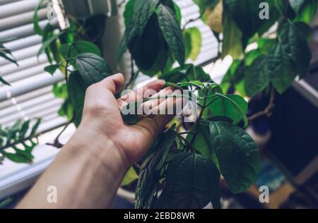 Womans berühren und Blick auf Clerodendrum thomsoniae Blatt - Einnahme Pflege von Zimmerpflanzen Konzept Stockfoto