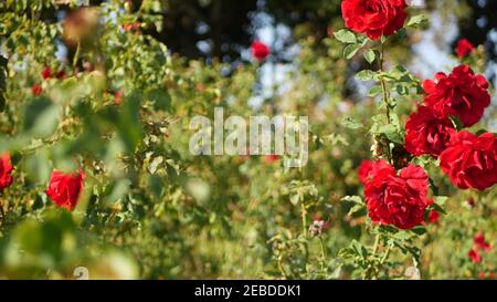 Englischer Rosengarten. Rosarium Blumenhintergrund. Zarte Blüten Blühend, sammelt Honigbiene Pollen. Nahaufnahme des Rosenblütenbettes. Blühender Strauch, s Stockfoto