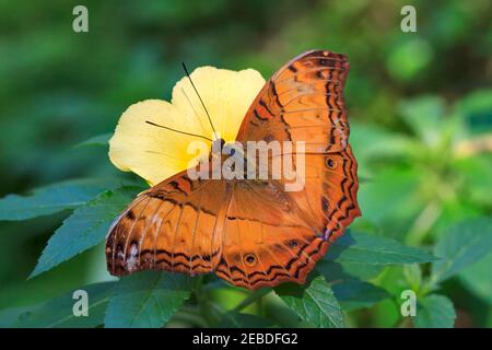 Kreuzer Schmetterling, Vidula Dejone Erotella, Männchen ernähren sich von Turnera subulata Stockfoto