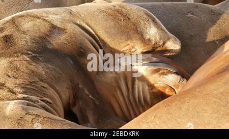 Seelöwen auf dem Felsen in La Jolla. Wildrohrige Robben, die in der Nähe des pazifischen Ozeans auf Steinen ruhen. Lustige faule Tiere schlafen. Geschützte Meeressäuger Stockfoto