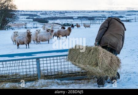 Landwirt mit Heu für pure gezüchtete schwangere Shetland-Schafe im Winterschnee, East Lothian, Schottland, Großbritannien Stockfoto