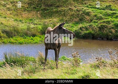 Eurasischer Elch, Alces alces Stockfoto