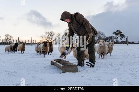 Farmer Fütterung reine gezüchtete schwangere Shetland Schafe Mutterschafe im Winterschnee, East Lothian, Schottland, Großbritannien Stockfoto