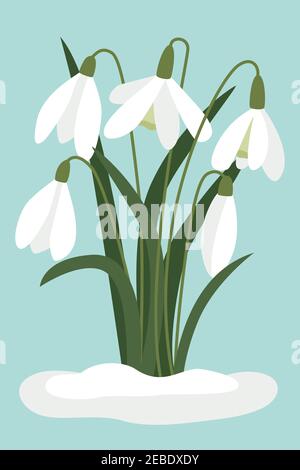 Schneeglöckchen im Schnee. Vektor, weiße kleine Blumen. Das Symbol der Ankunft des Frühlings. Die ersten Blumen, zarte helle Waldblumen. Isolierte Stock Vektor