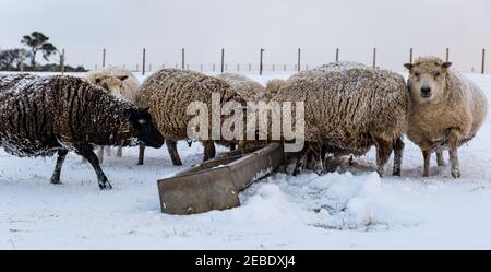 Pure gezüchtet schwangere Shetland Schafe Mutterschafe essen aus Trog im Winterschnee, East Lothian, Schottland, Großbritannien Stockfoto