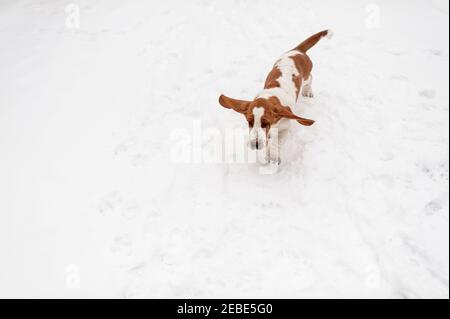 Basset Hund Welpen läuft im Schnee mit Ohren fliegen Stockfoto