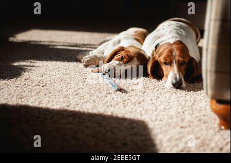 Basset Hund Welpen liegt mit älteren Basset Hund in Sonnenlicht Stockfoto