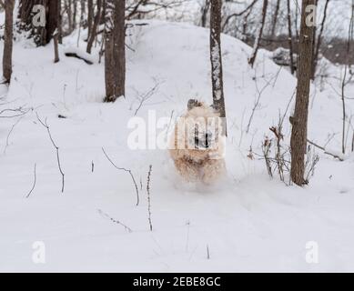 Aufgeregt wheaten terrier Hund läuft wild durch verschneite Waldgebiet. Stockfoto