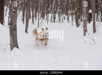 Aufgeregt wheaten terrier Hund läuft schnell durch verschneite Waldgebiet. Stockfoto