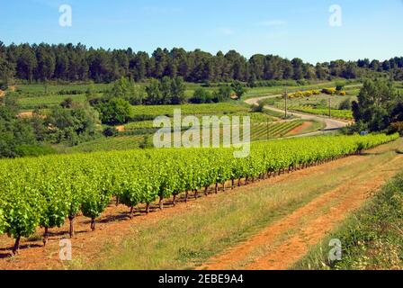 Weinberge - gleiche Aussicht, verschiedene Jahreszeiten - Languedoc, Frankreich. Stockfoto