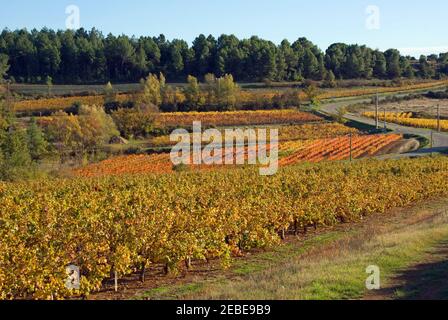 Weinberge - gleiche Aussicht, verschiedene Jahreszeiten - Languedoc, Südfrankreich. Stockfoto