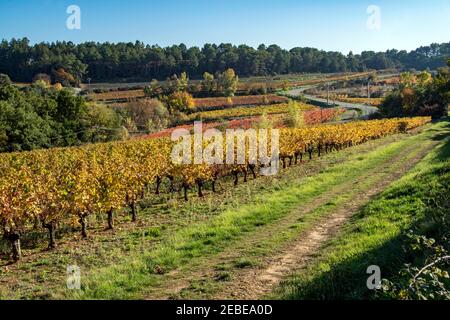 Weinberge - gleiche Aussicht, verschiedene Jahreszeiten - Languedoc, Südfrankreich. Stockfoto