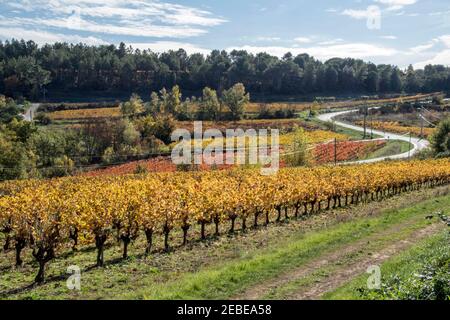 Weinberge - gleiche Aussicht, verschiedene Jahreszeiten - Languedoc, Südfrankreich. Stockfoto