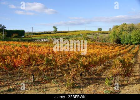 Weinberge - gleiche Aussicht, verschiedene Jahreszeiten - Languedoc, Südfrankreich. Stockfoto