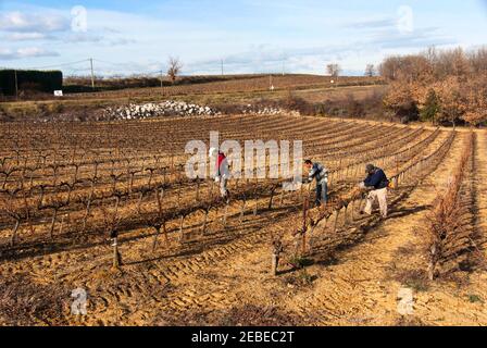 Weinberge - gleiche Aussicht, verschiedene Jahreszeiten - Languedoc, Frankreich. Stockfoto