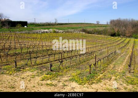 Weinberge - gleiche Aussicht, verschiedene Jahreszeiten - Languedoc, Frankreich. Stockfoto