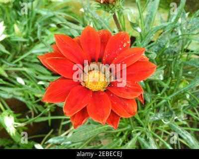 AFRIKANISCHE GÄNSEBLÜMCHEN GAZANIA ROTE BLUME Stockfoto