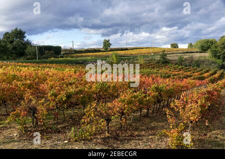 Weinberge - gleiche Aussicht, verschiedene Jahreszeiten - Languedoc, Südfrankreich. Stockfoto