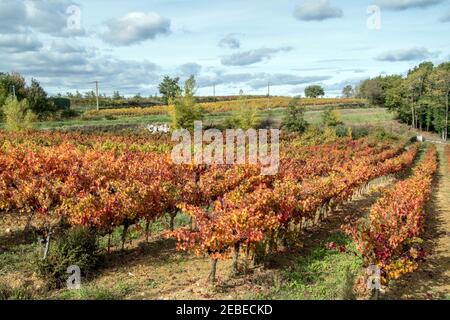 Weinberge - gleiche Aussicht, verschiedene Jahreszeiten - Languedoc, Südfrankreich. Stockfoto