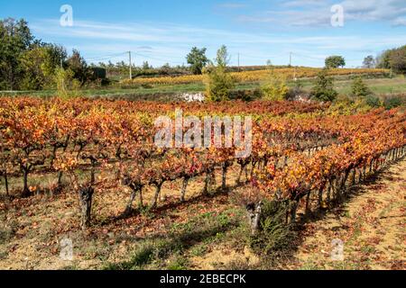 Weinberge - gleiche Aussicht, verschiedene Jahreszeiten - Languedoc, Südfrankreich. Stockfoto