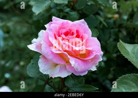 Vollständig geöffnet, sanft rosa mit vielen Schattierungen von schönen Rosenblüten Pflanze Stockfoto