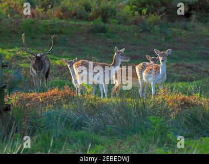 Damhirsch mit Does und Fawn, Dama dama. Brachbock mit Harem während der Brunftzeit. Stockfoto