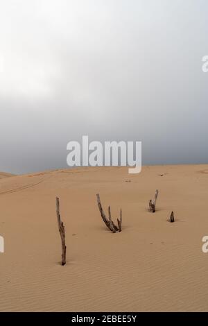 Wilde Wüstenlandschaft und große Sanddüne mit unter einer Bedeckter Abendhimmel mit toten Bäumen im Vordergrund Stockfoto