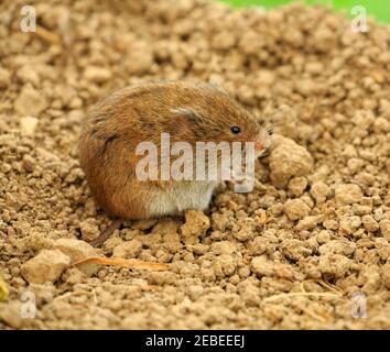 Feldmaus, Microtus agrestis Stockfoto