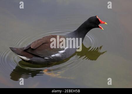 Gemeinsamen Gallinule, Gallinula galeata Stockfoto