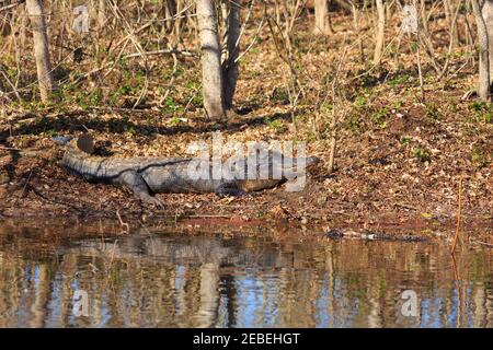 Amerikanischer Alligator (Alligator Mississippiensis), sonnen sich in der Wintersonne Brazos Bend State Park, Texas Stockfoto