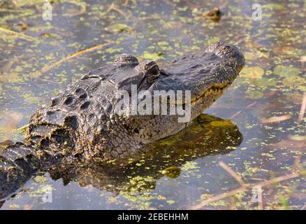 Ein kleiner amerikanischer Alligator hebt seinen Kopf aus dem Wasser im Brazos Bend State Park in Texas. Alligatoren gelten als ein Raubtier der Spitze. Stockfoto