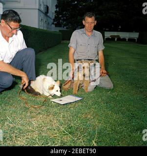 Puschinka, ein Hund, der von Nikita Chruschtschow, dem Premierminister der Sowjetunion (UdSSR), an Präsident Kennedy geschenkt wurde. Ankunft des Hundes Puschinka, ein Geschenk des sowjetischen Premier Nikita Chruschtschow an Präsident John F. Kennedy und Familie. (L-R) Robert M. Redmond, Chefgärtner des Weißen Hauses; Pushinka; Charlie (ein walisischer Terrier); und Hassel Adams. Rose Garden, White House, Washington, D.C. Stockfoto