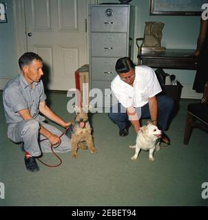 Puschinka, ein Hund, der von Nikita Chruschtschow, dem Premierminister der Sowjetunion (UdSSR), an Präsident Kennedy geschenkt wurde. Ankunft des Hundes Puschinka, ein Geschenk des sowjetischen Premier Nikita Chruschtschow an Präsident John F. Kennedy und Familie. (L-R) Hassel Adams; Charlie (ein Welsh Terrier); Pushinka; und Robert M. Redmond, Chief Gardener des Weißen Hauses. White House Pressesprecher Pierre Salingeru2019s Büro, White House, Washington, D.C. Stockfoto