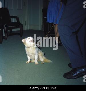 Puschinka, ein Hund, der von Nikita Chruschtschow, dem Premierminister der Sowjetunion (UdSSR), an Präsident Kennedy geschenkt wurde. Ankunft des Hundes Puschinka, ein Geschenk des sowjetischen Premier Nikita Chruschtschow an Präsident John F. Kennedy und Familie. Puschinka und zwei nicht identifizierte Menschen. White House Pressesprecher Pierre Salingeru2019s Büro, White House, Washington, D.C. Stockfoto
