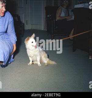 Puschinka, ein Hund, der von Nikita Chruschtschow, dem Premierminister der Sowjetunion (UdSSR), an Präsident Kennedy geschenkt wurde. Ankunft des Hundes Puschinka, ein Geschenk des sowjetischen Premier Nikita Chruschtschow an Präsident John F. Kennedy und Familie. Puschinka und zwei nicht identifizierte Frauen. White House Pressesprecher Pierre Salingeru2019s Büro, White House, Washington, D.C. Stockfoto