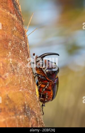 Europäischer Nashornkäfer - Oryctes nasicornis, großer schöner Skarabäus aus europäischen Wäldern und Wäldern, Sansibar, Tansania. Stockfoto