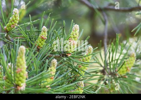 Nahaufnahme von männlichen Kiefernzapfen, die mit Pollen platzen Stockfoto