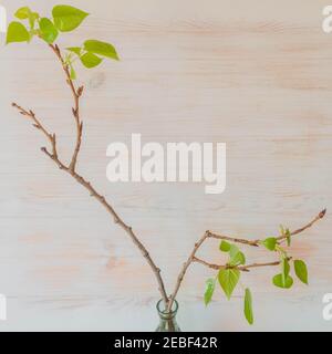 Zweige mit frischen Blättern von tilia Baum in Vase drinnen auf Holz Hintergrund. Zweige mit Lindenbaum frischen Blättern. Lindenzweig mit jungen Blättern. S Stockfoto