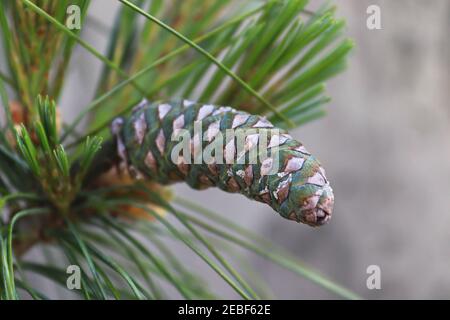 Ein junger grüner Kiefernkegel auf einer Schweizer Zirbe Baum Stockfoto