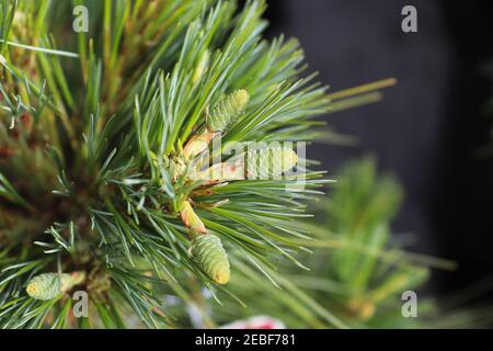 Eine Gruppe von Kegeln, die sich auf einer Algonquin Pillar Pine bilden Baum Stockfoto