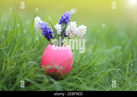 Osterfeiertagskonzept. Osterei und Blumen. Lila und weiße Muscari Blumen in rosa dekorative osterei in grünen Frühlingsgras.Ostern festlich Stockfoto