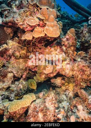 Seascape mit Green Moray Eel in Korallenriff des Karibischen Meeres, Curacao Stockfoto