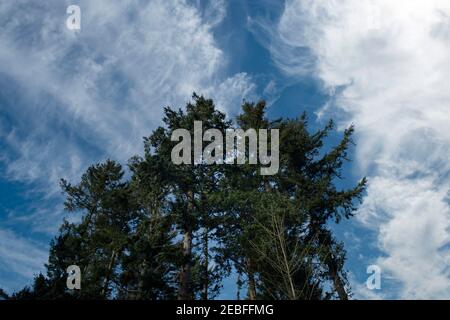 Kiefern mit blauem Himmel und Wolken Stockfoto