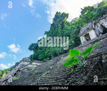 Die Maya-Ruinen von Palenque, ein UNESCO-Weltkulturerbe, in Chiapas, Mexiko Stockfoto