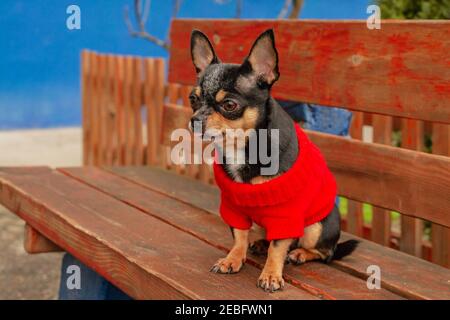 chihuahua im Park. Chihuahua sitzt auf einer Holzbank. Hund in einem roten Pullover. Haustier in Kleidung Stockfoto