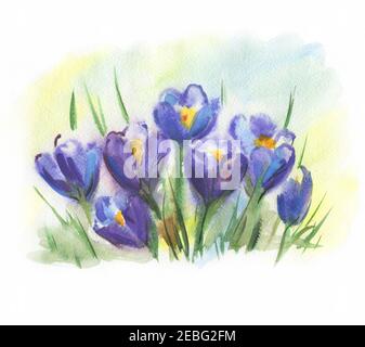 Aquarell violette Krokusse. Safranblüten. Frühlingsblumen Primeln. Von Hand gezeichnet. Stockfoto