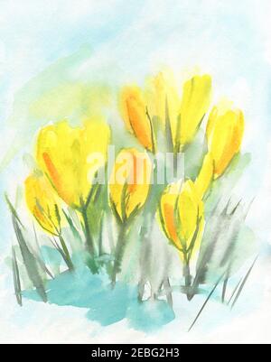 Aquarell gelbe Krokusse. Safranblüten. Frühlingsblumen Primeln. Von Hand gezeichnet. Stockfoto